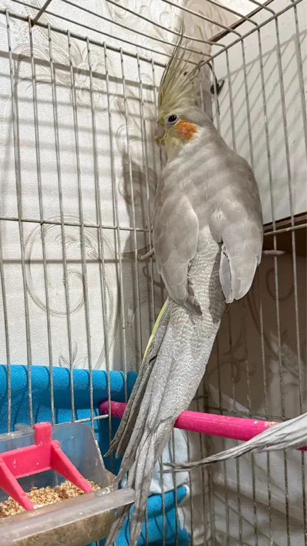 جفت|پرنده|مشهد, هدایت|دیوار