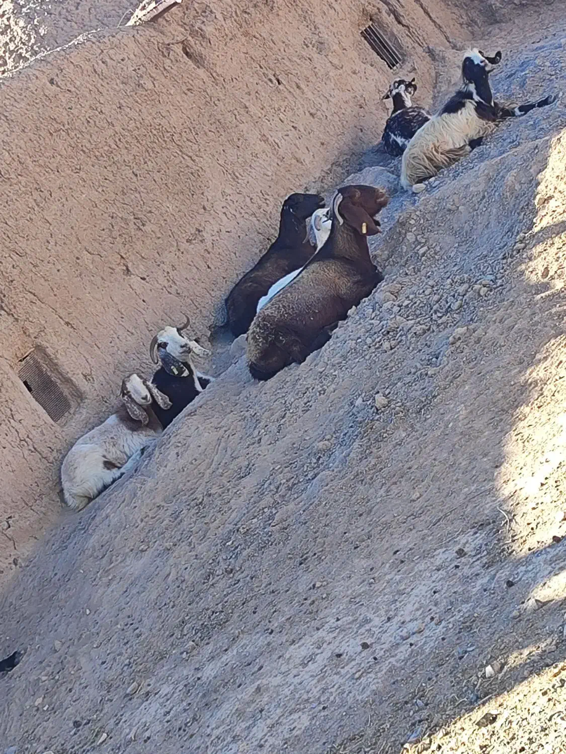 گوسفند،بز،کهره،بره|حیوانات مزرعه|جلگه ماژان, |دیوار