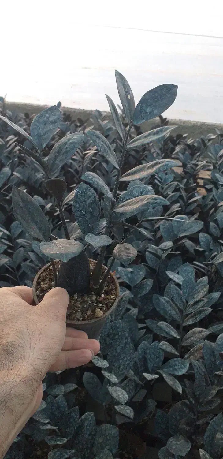 فروش عمده زاموفیلیا بلک|گل و گیاه طبیعی|قائمشهر, |دیوار