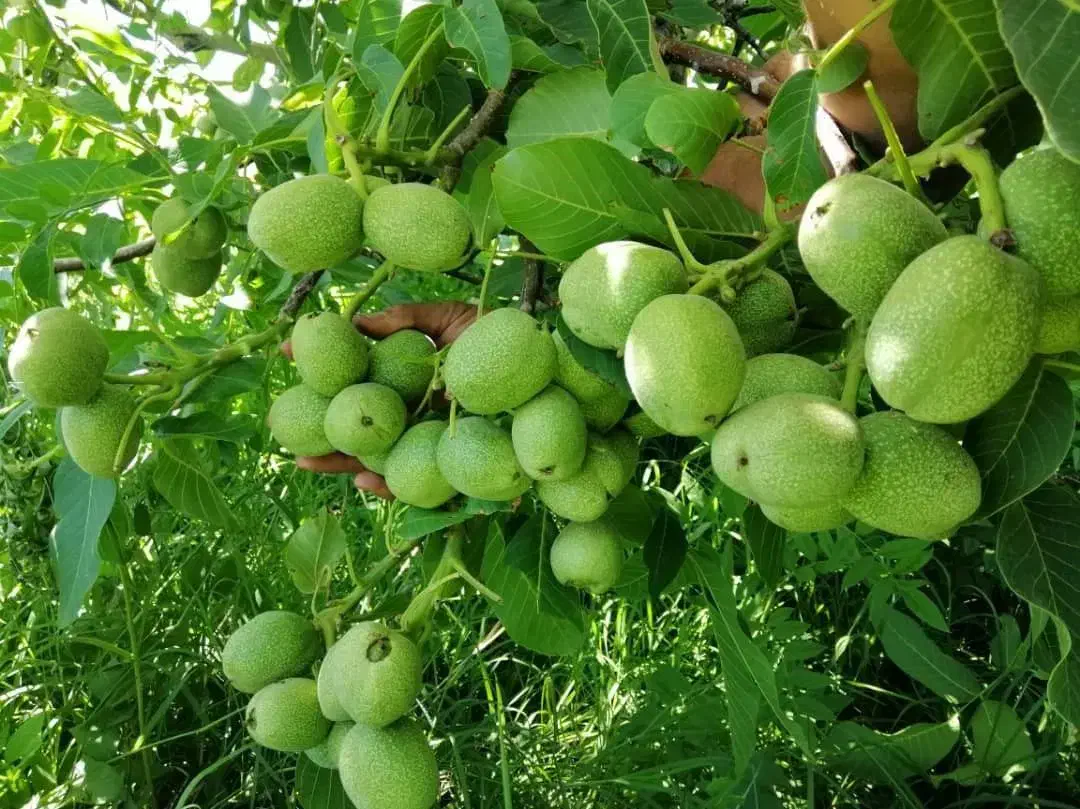 نهالستان بادام و گردو دیرگل و مقاوم به سرما|خدمات باغبانی و درختکاری|جلفا, |دیوار