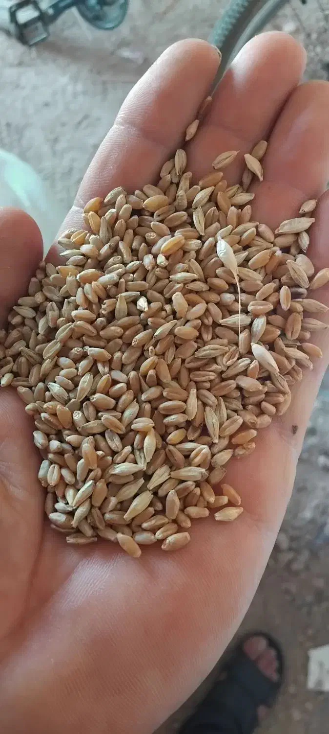 اهواز دغاغله گندم بزری|خوردنی و آشامیدنی|باوی, |دیوار