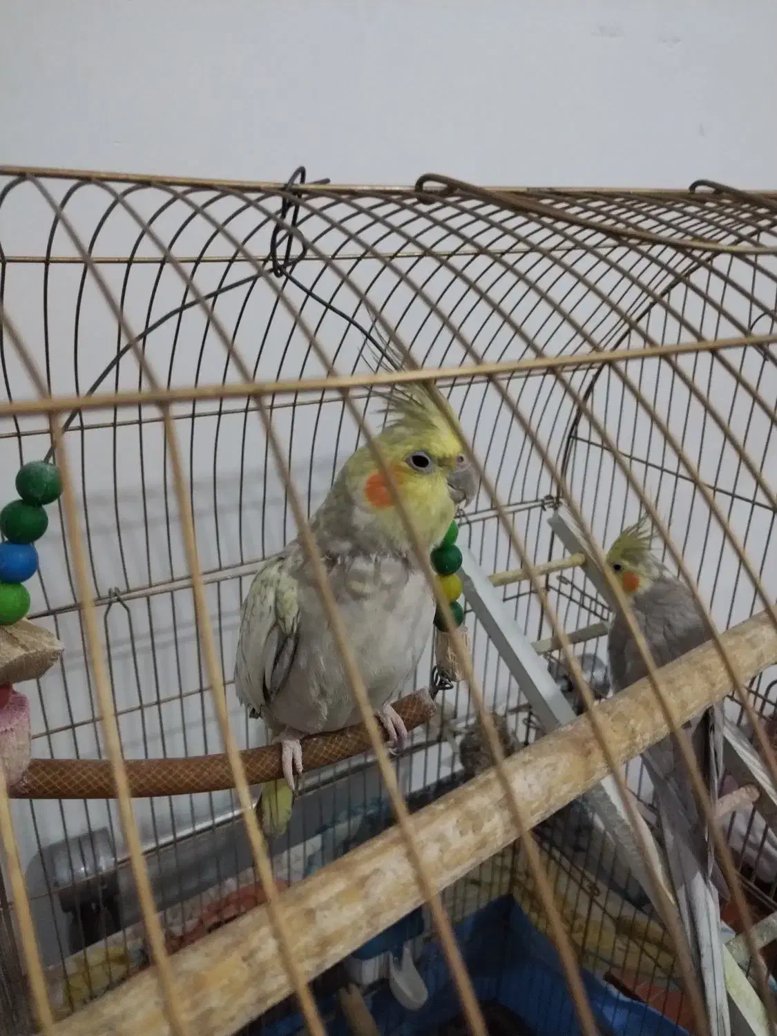 یک جفد عروس هلندی|پرنده|قم, نیروگاه|دیوار