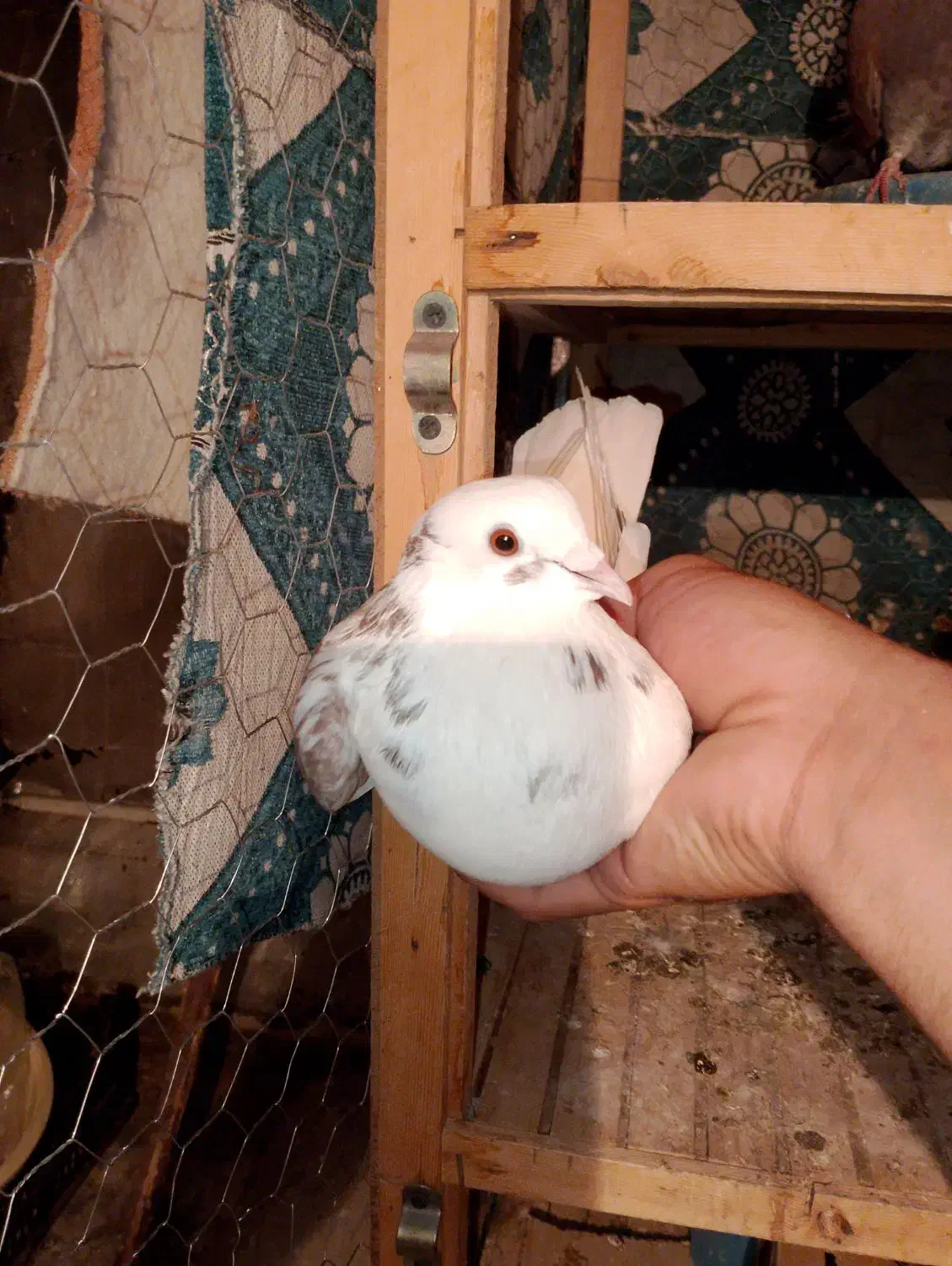 3عدد کبوتر زوردار|پرنده|سرپل ذهاب, |دیوار