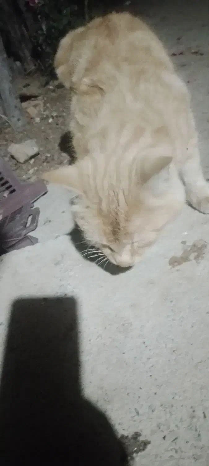 گربه دست اموز|گربه|خمین, |دیوار