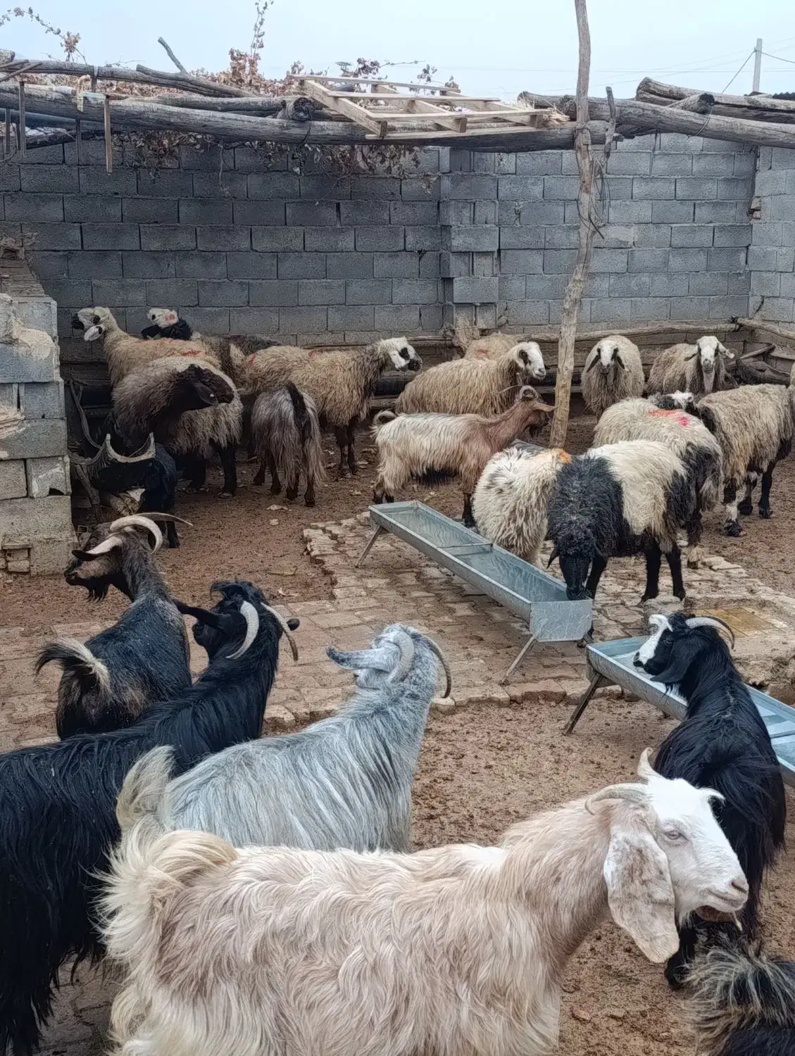 فروش دام پرواری جهت کشتار|حیوانات مزرعه|لردگان, |دیوار