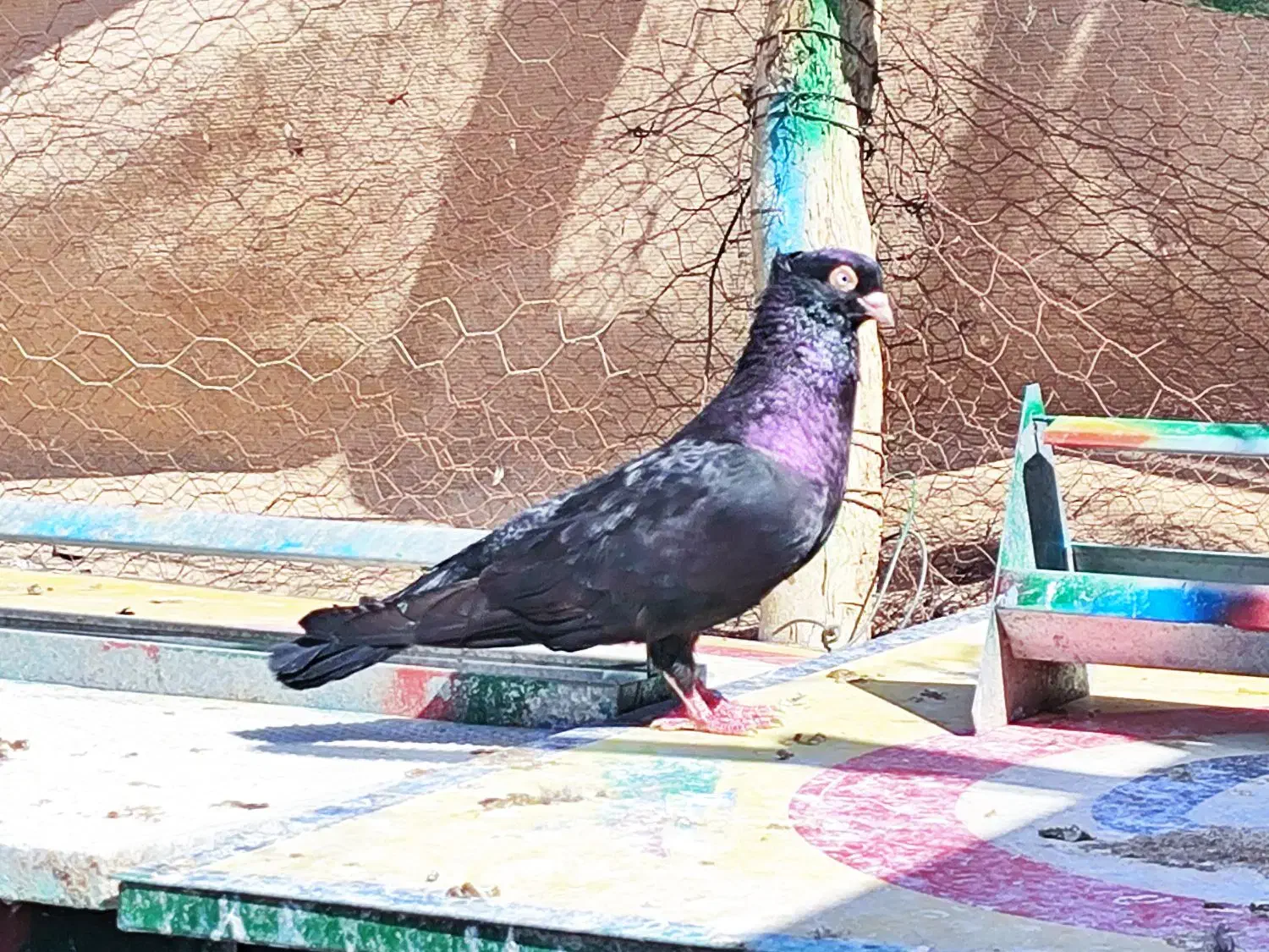 زاغ آبادانی تسو و صرب|پرنده|اردستان, |دیوار