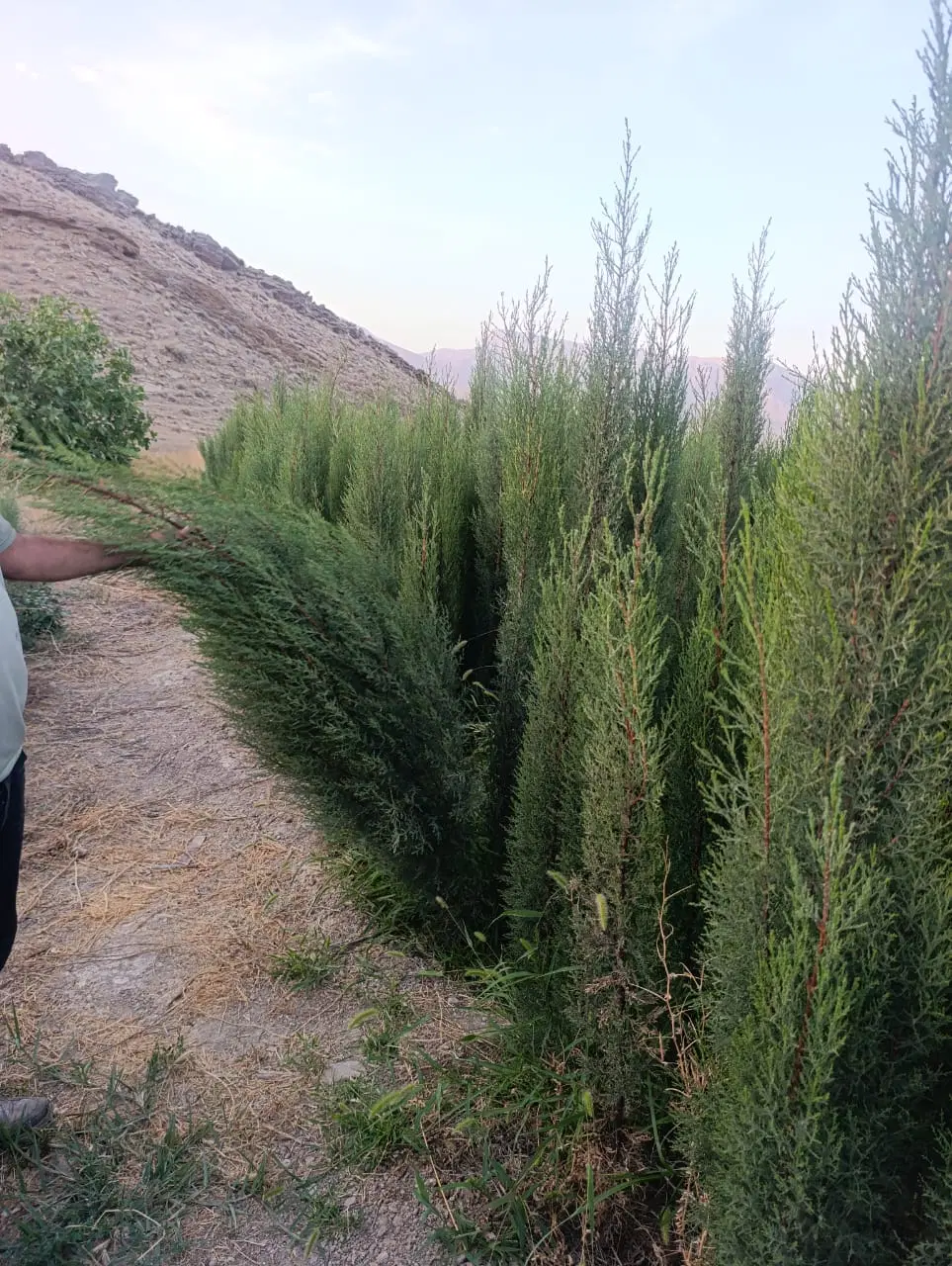 سرو ناز شیراز (اصلی)|گل و گیاه طبیعی|شیراز, سلطان آباد|دیوار