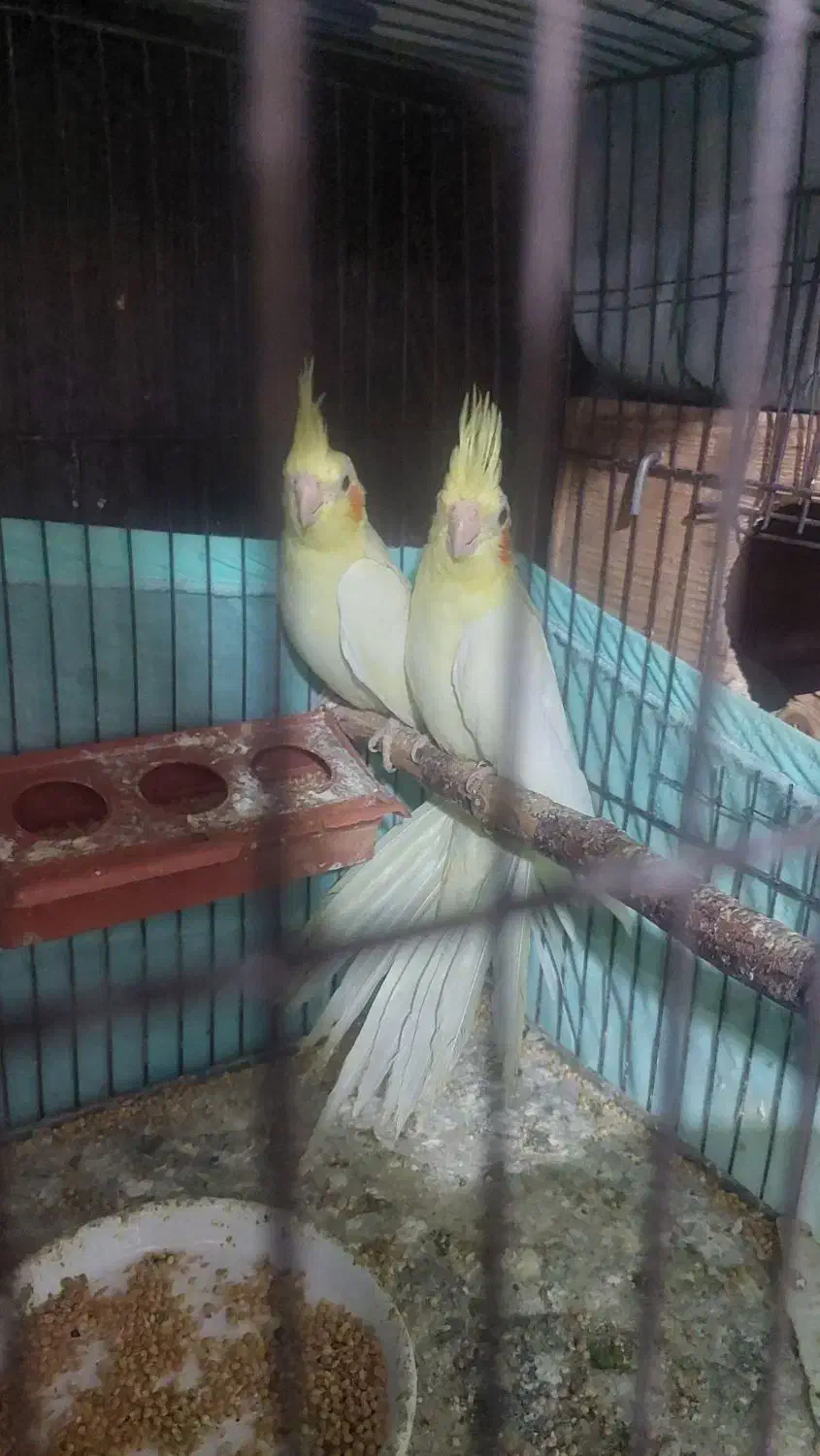 عروس هلندی بالغ|پرنده|رشت, معلم|دیوار