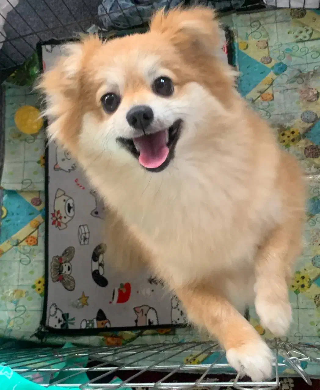 سگ پامرین روباهی|سگ|رشت, جماران|دیوار