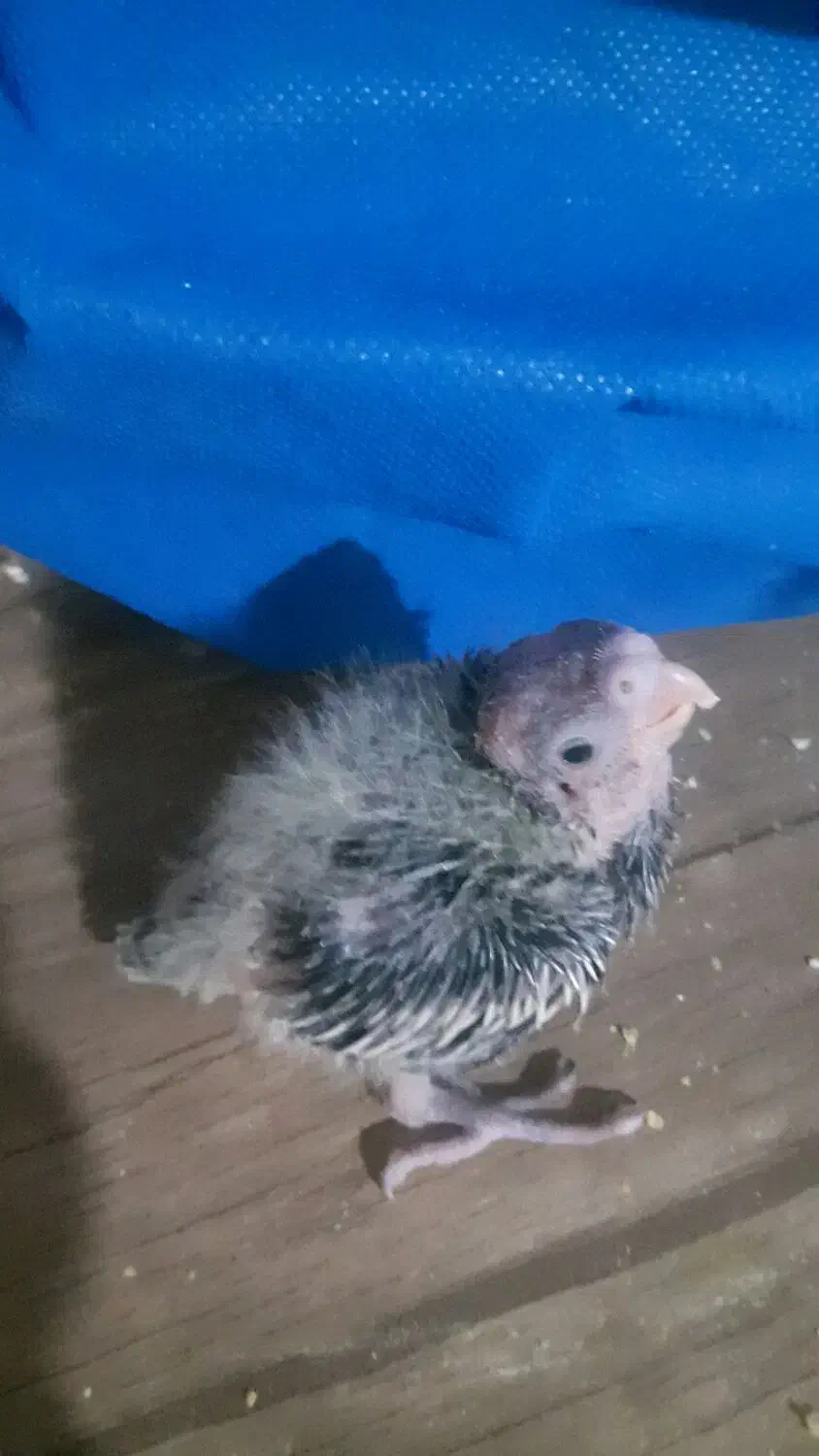 عروس هلندی سرلاکی|پرنده|کرج, کیانمهر|دیوار