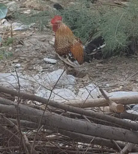 خروس محلی|حیوانات مزرعه|عسلویه, |دیوار