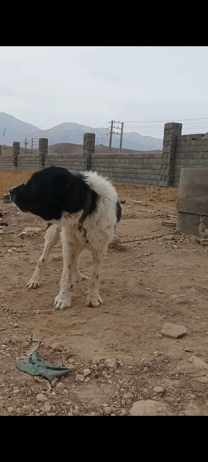 سگ گله ای نر|سگ|اصفهان, باغ نگاره|دیوار