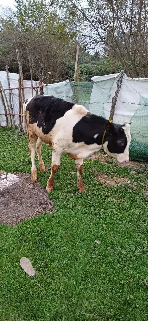 گاو‌گوساله نر اصیل|حیوانات مزرعه|صومعه‌سرا, |دیوار