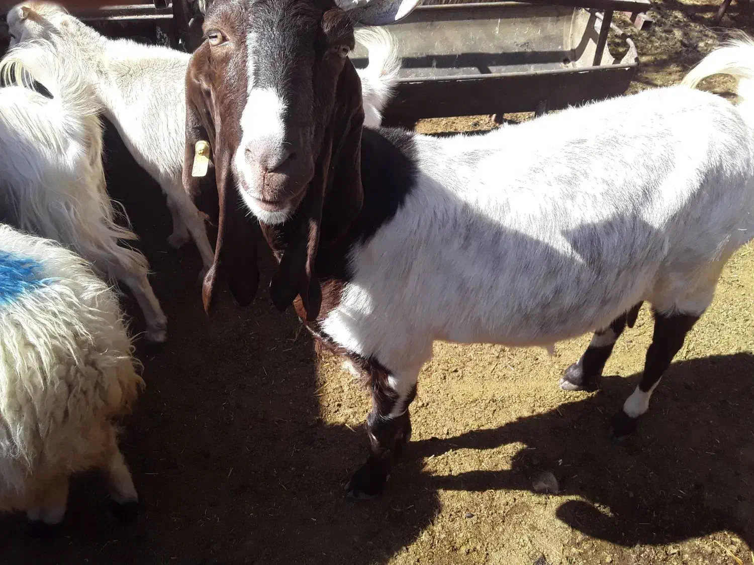 بز پاکستانی|حیوانات مزرعه|نگار, |دیوار