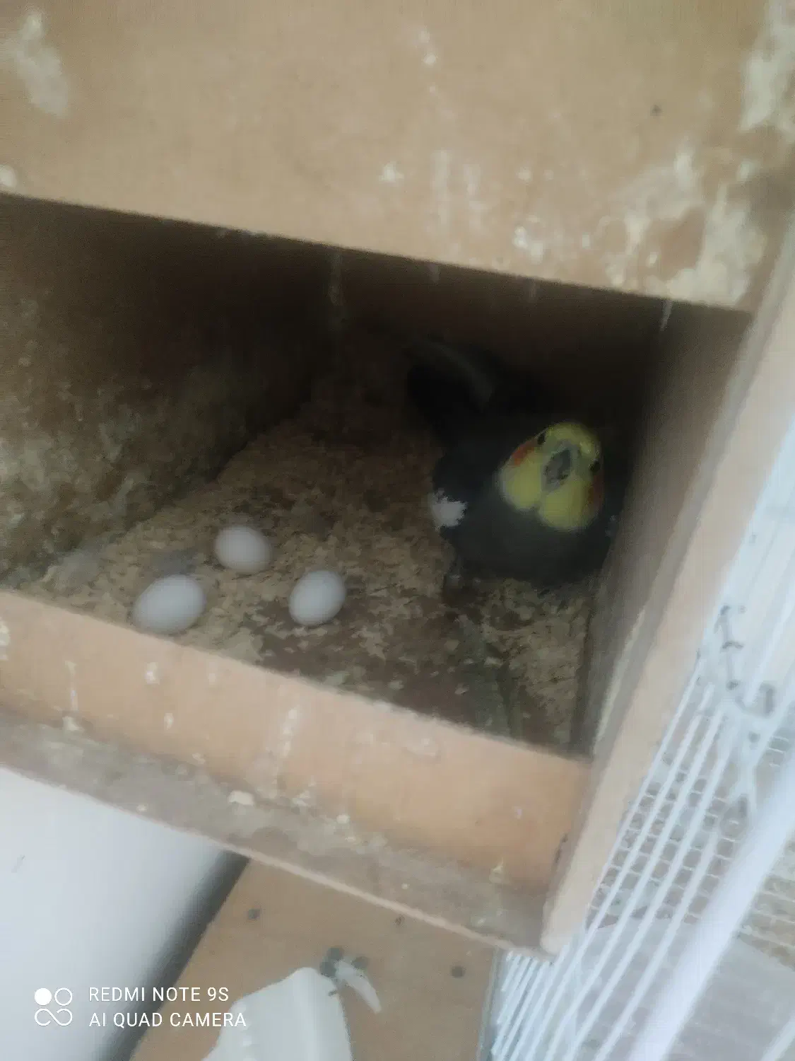 یک جفت عروس هلندی روی تخم|پرنده|زاهدان, |دیوار