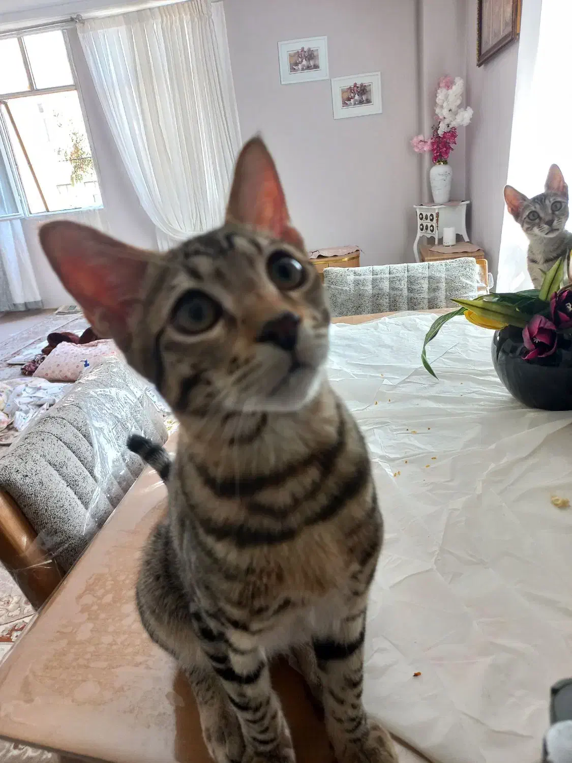 گربم گمشدە|حیوانات|سنندج, |دیوار