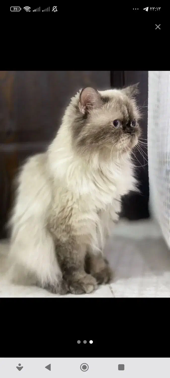 گربه هیمالین|گربه|نوشهر, |دیوار