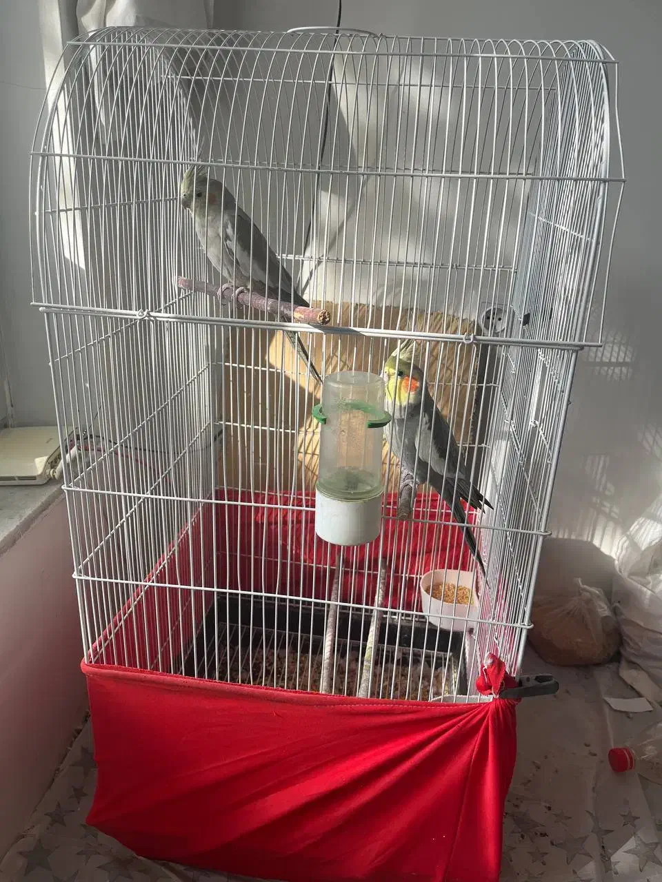 عروس هلندی|پرنده|مرند, |دیوار