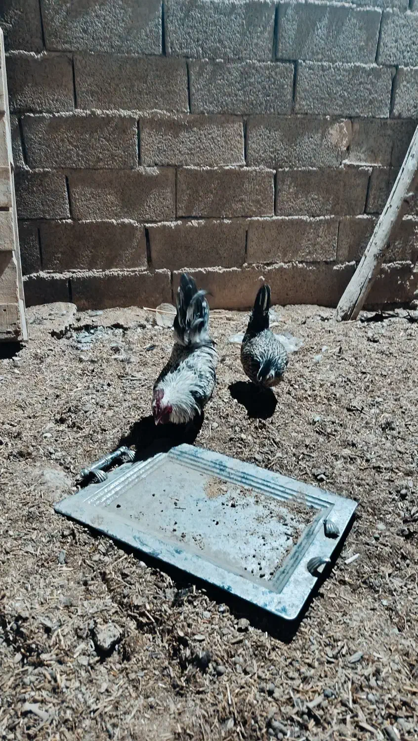 خروس زینتی|حیوانات مزرعه|قرچک, میرزائی شمالی|دیوار