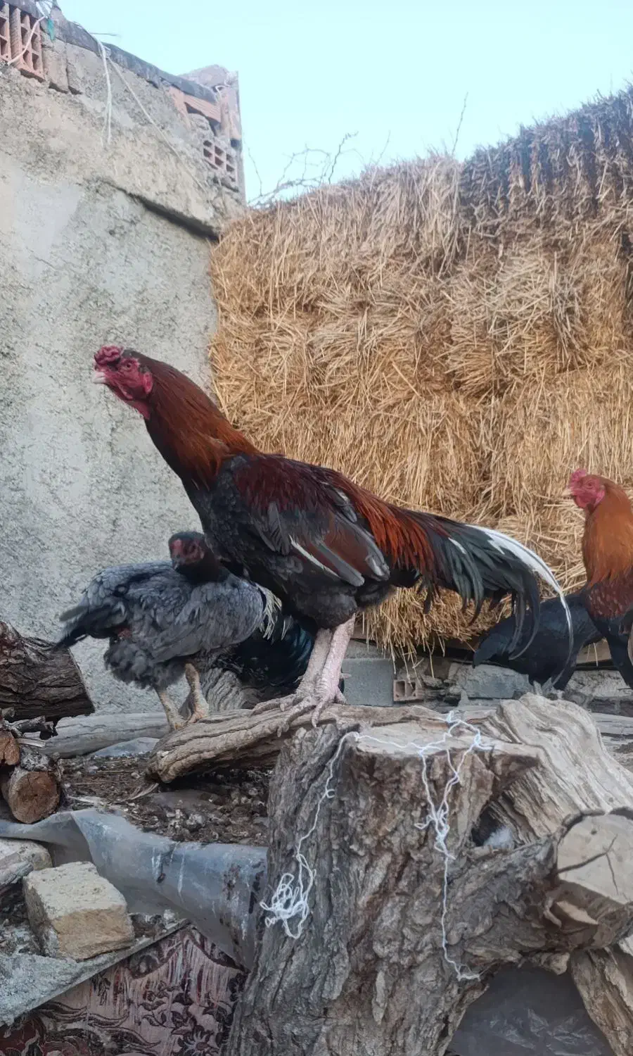 خروس لاری|حیوانات مزرعه|شیروان (خراسان), |دیوار