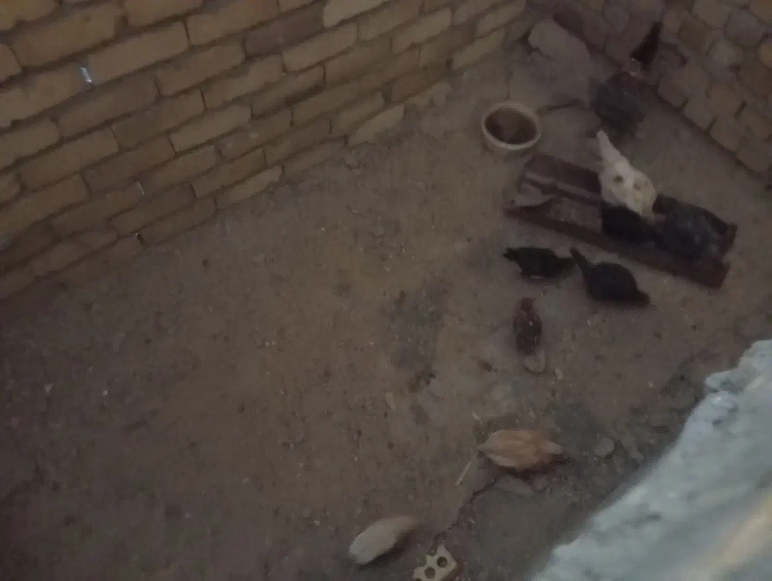 مرغ گلین|حیوانات مزرعه|شیروان (لرستان), |دیوار