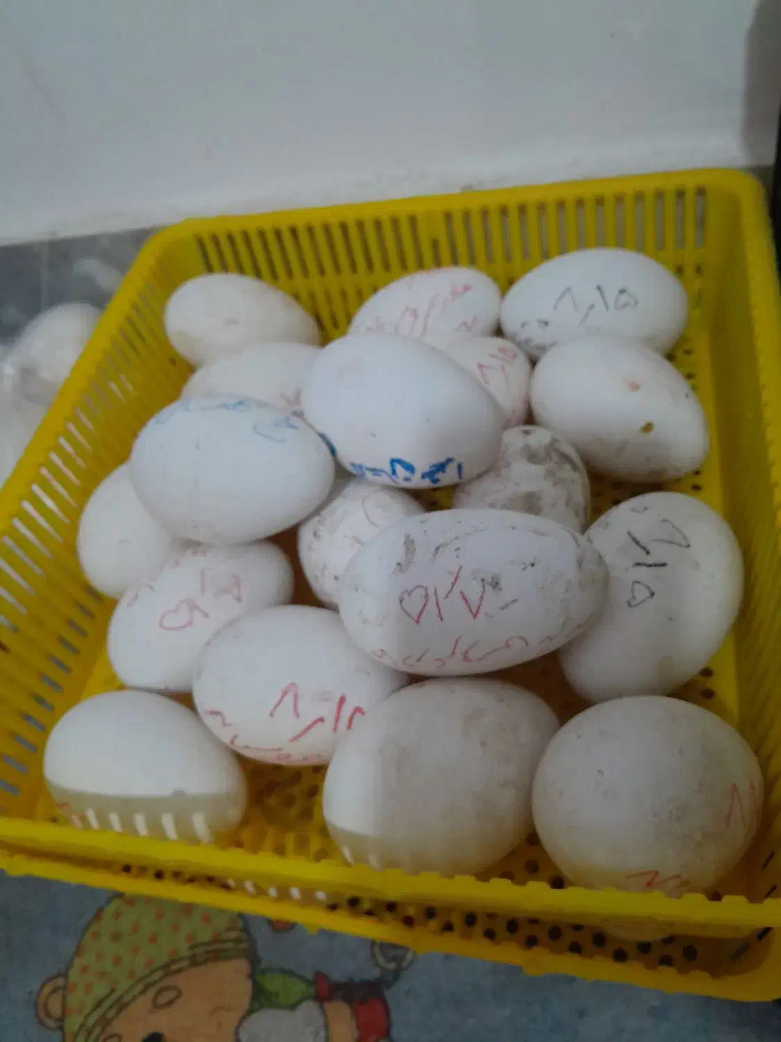 تخم برگشتی دستگاه|حیوانات مزرعه|قائمشهر, |دیوار