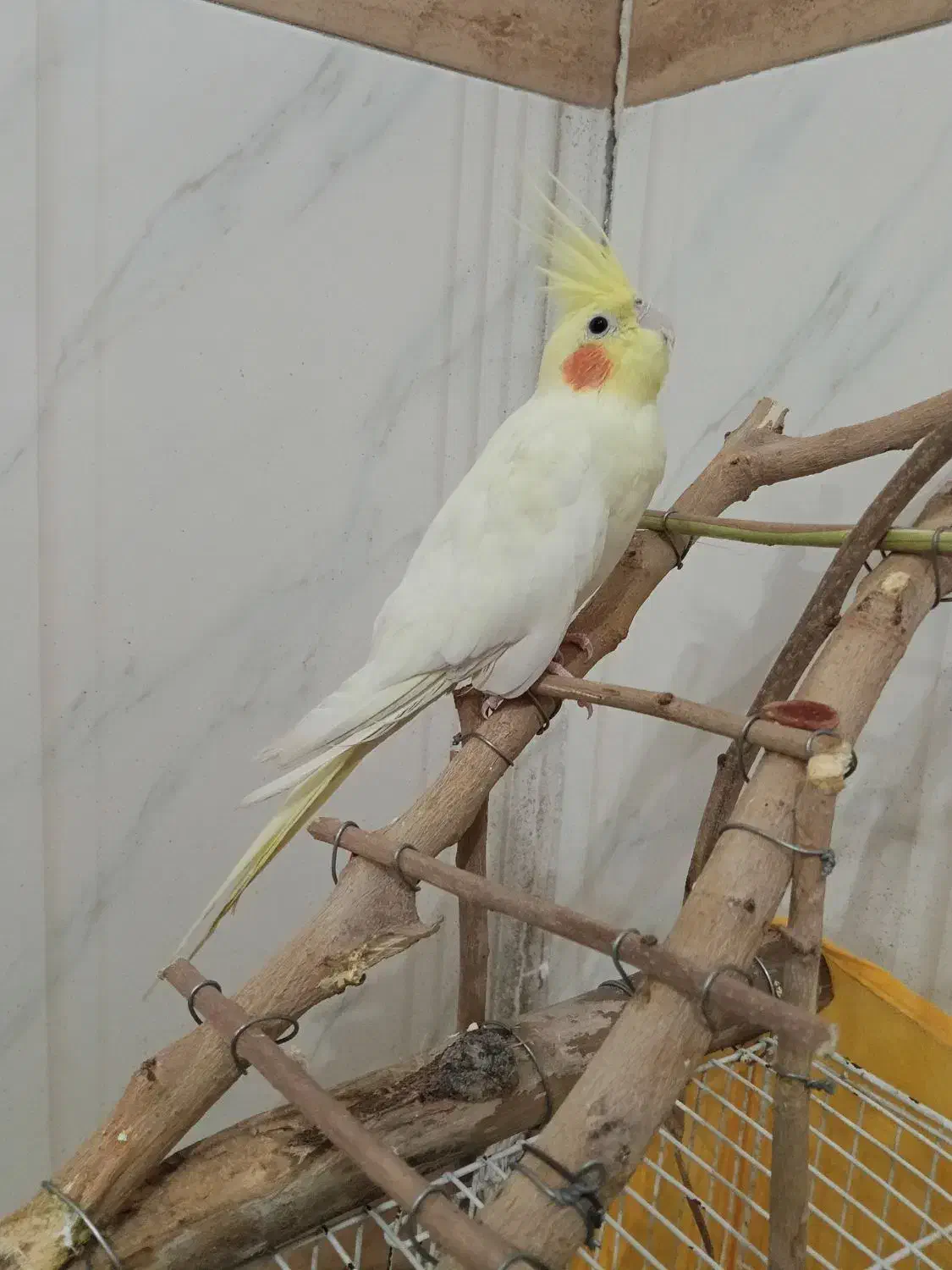 عروس هلندی سالم ۳ ماه|پرنده|سلامی, |دیوار