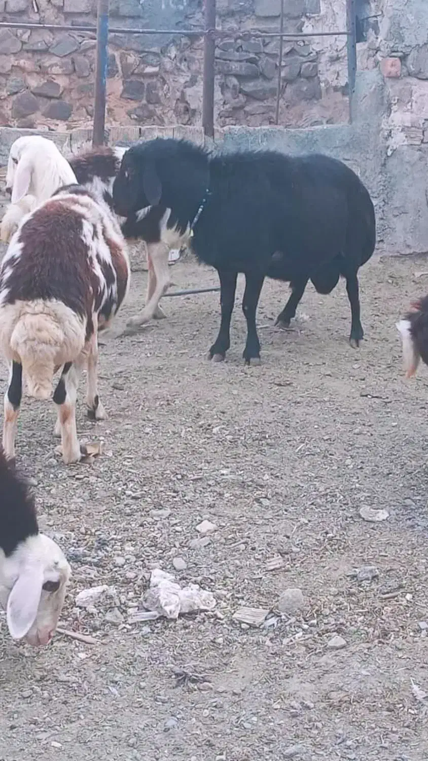 قوچ قره قزل هتروفروشی به شرط دوقلو|حیوانات مزرعه|خنداب, |دیوار