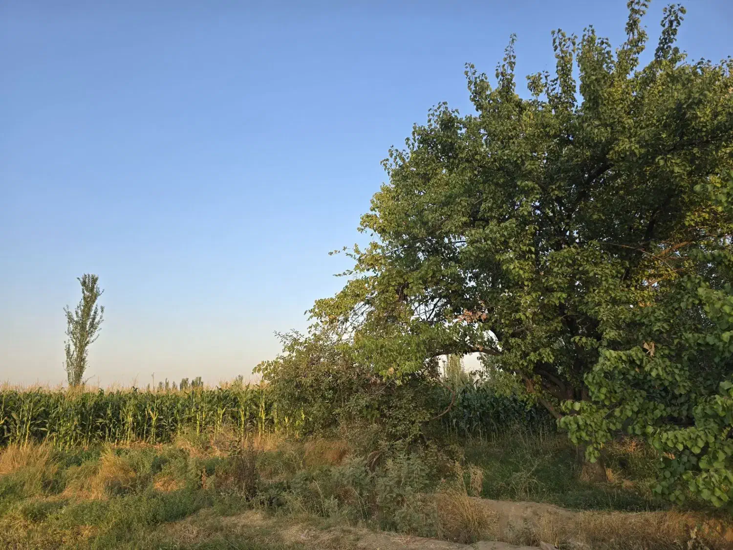 باغ زیبا نزدیک به شهر|فروش زمین و ملک کلنگی|میاندوآب, |دیوار