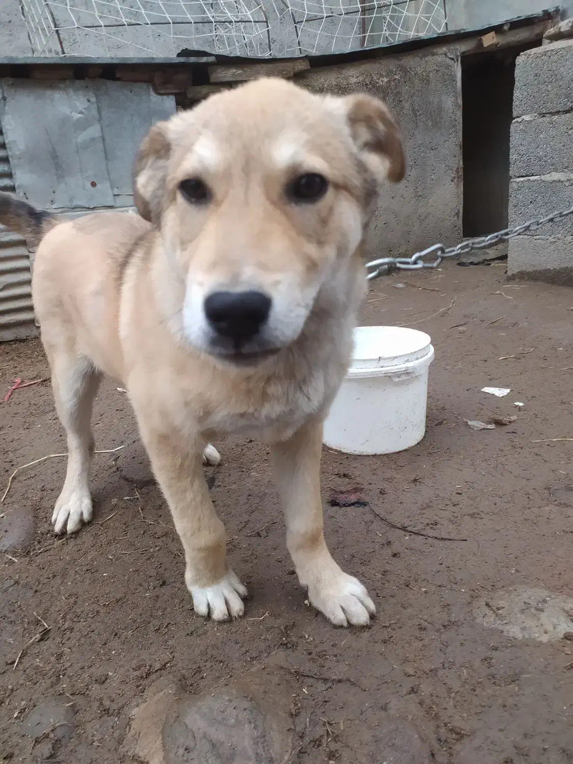 سگ نگهبان|سگ|رشت, لاکان شهر|دیوار