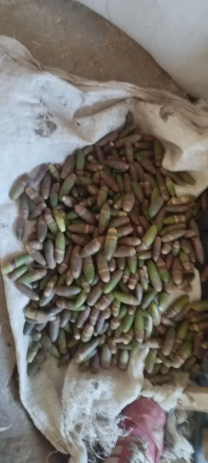 بلوط ۶۰۰ تومان|گل و گیاه طبیعی|کوهدشت, |دیوار