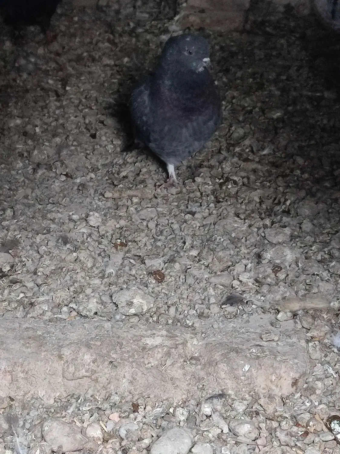 کبوتر پرشی|حیوانات|ایرانشهر, |دیوار