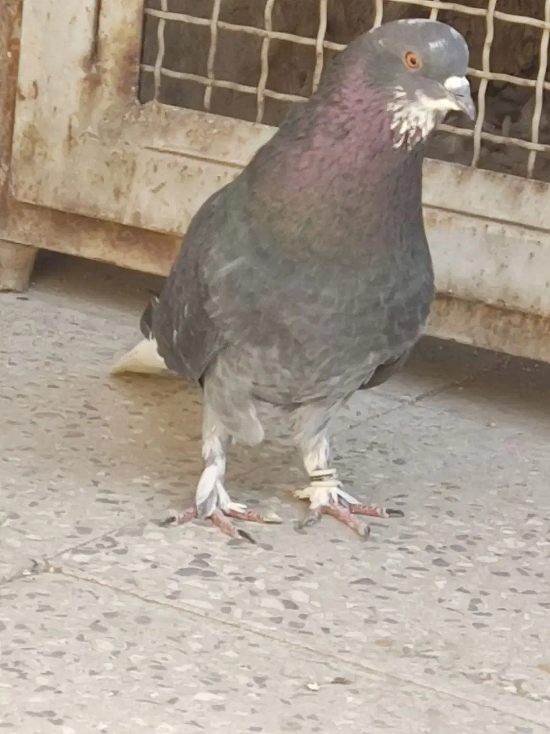 کفتر نر زاغ دم سفید..|پرنده|پاکدشت, پاکدشت (مامازند)|دیوار