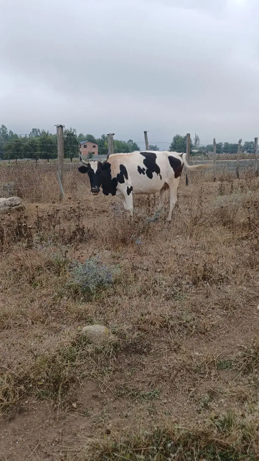 معاوضه گاو با خودرو شما|حیوانات مزرعه|کلاردشت, |دیوار