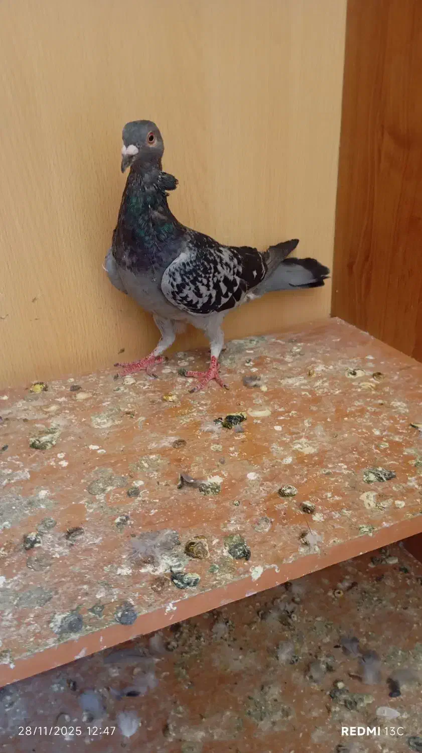 ی عدد کفتر|پرنده|محمدیه-قزوین, |دیوار