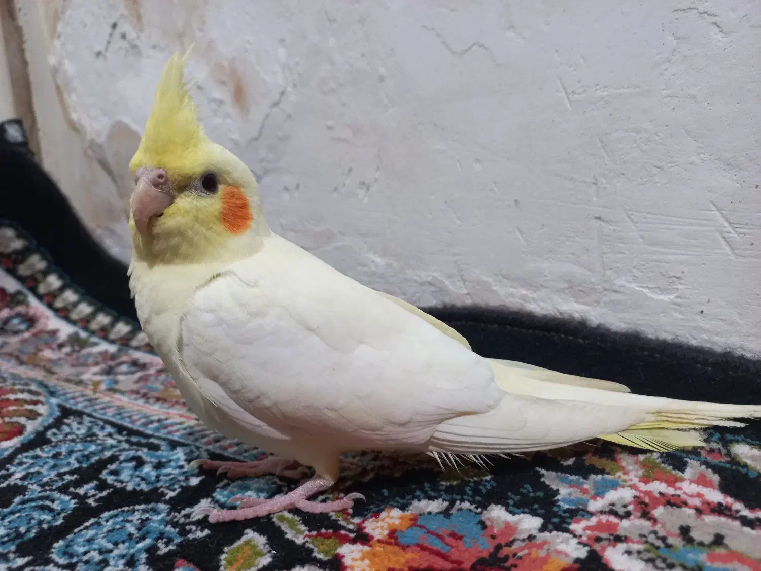 عروس هلندی|پرنده|اردبیل, |دیوار