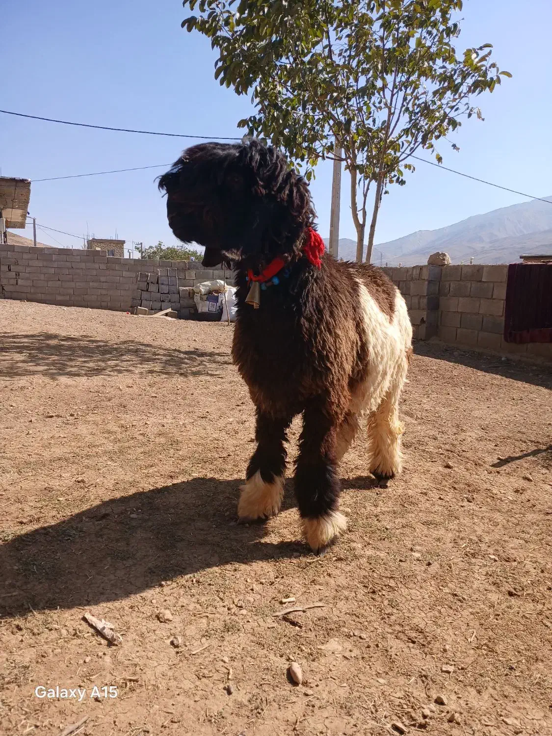 دوراس  بره  قوچی|حیوانات مزرعه|نورآباد ممسنی, |دیوار