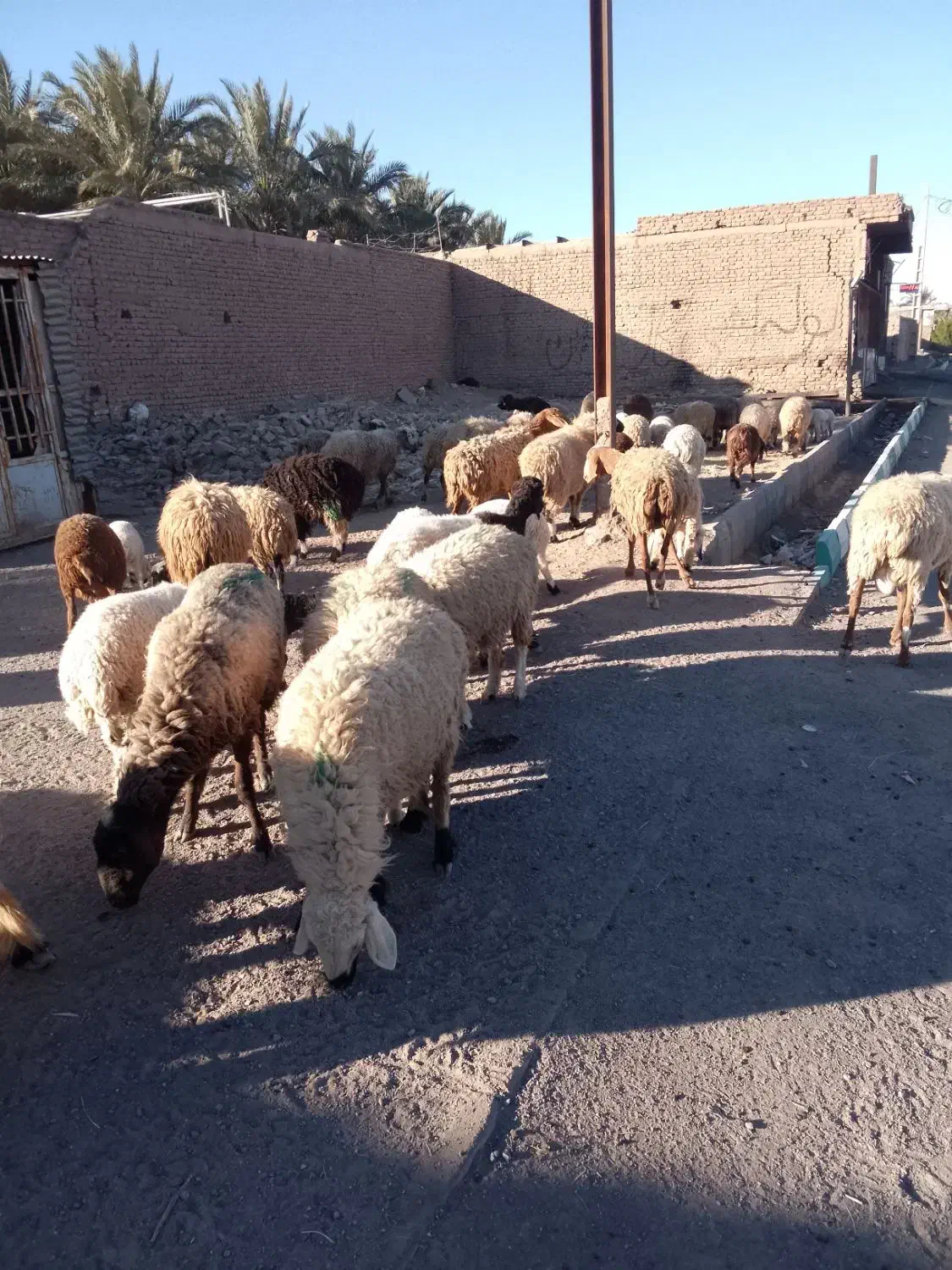 گوسفند|حیوانات مزرعه|بم, |دیوار