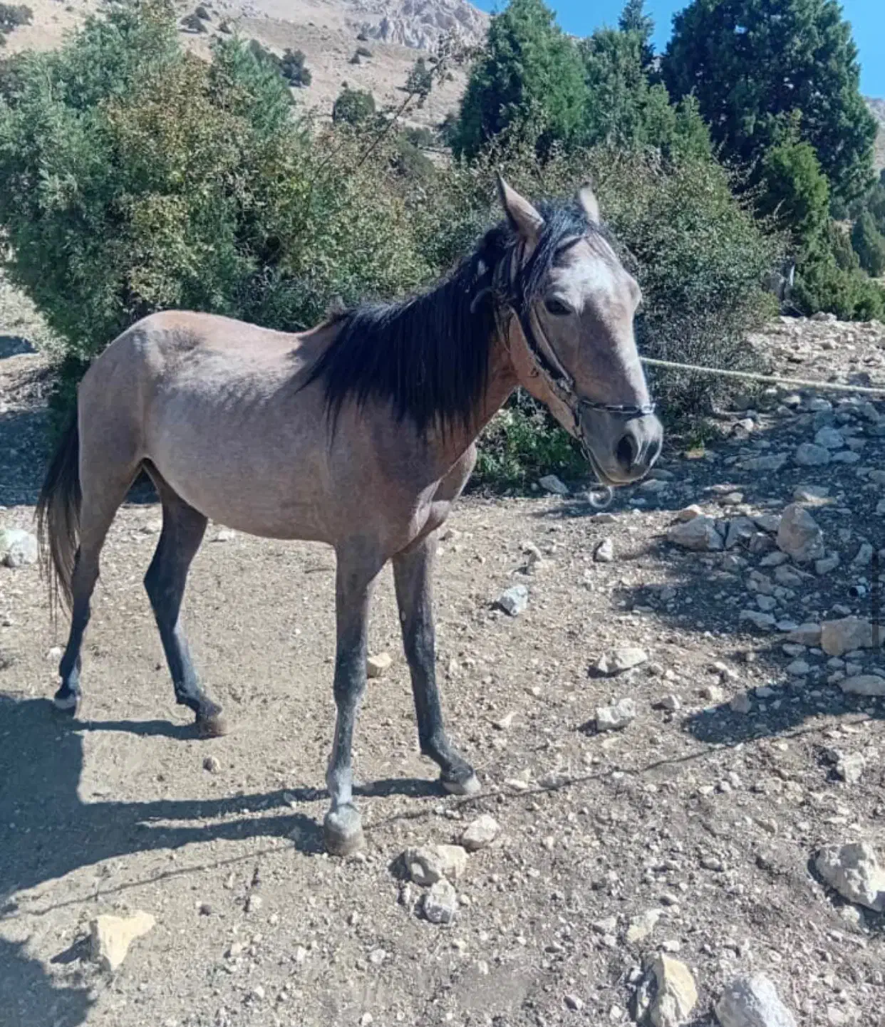 مادیان ۳سال|اسب و تجهیزات اسب‌سواری|مهدی شهر, |دیوار