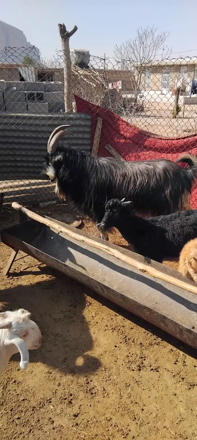 پازن بزری جوان|حیوانات مزرعه|شیراز, حومه شیراز|دیوار