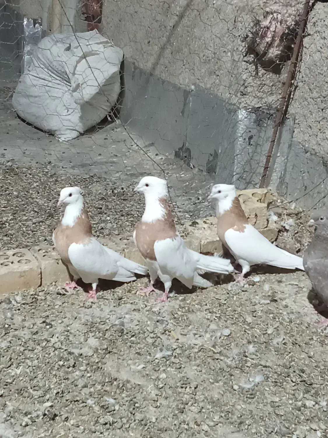 کبوتر طوقی|پرنده|گل تپه, |دیوار