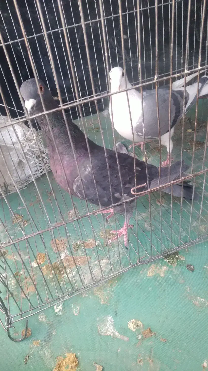 دوکت پلاکی و زرهی شکار|پرنده|لنجان, |دیوار