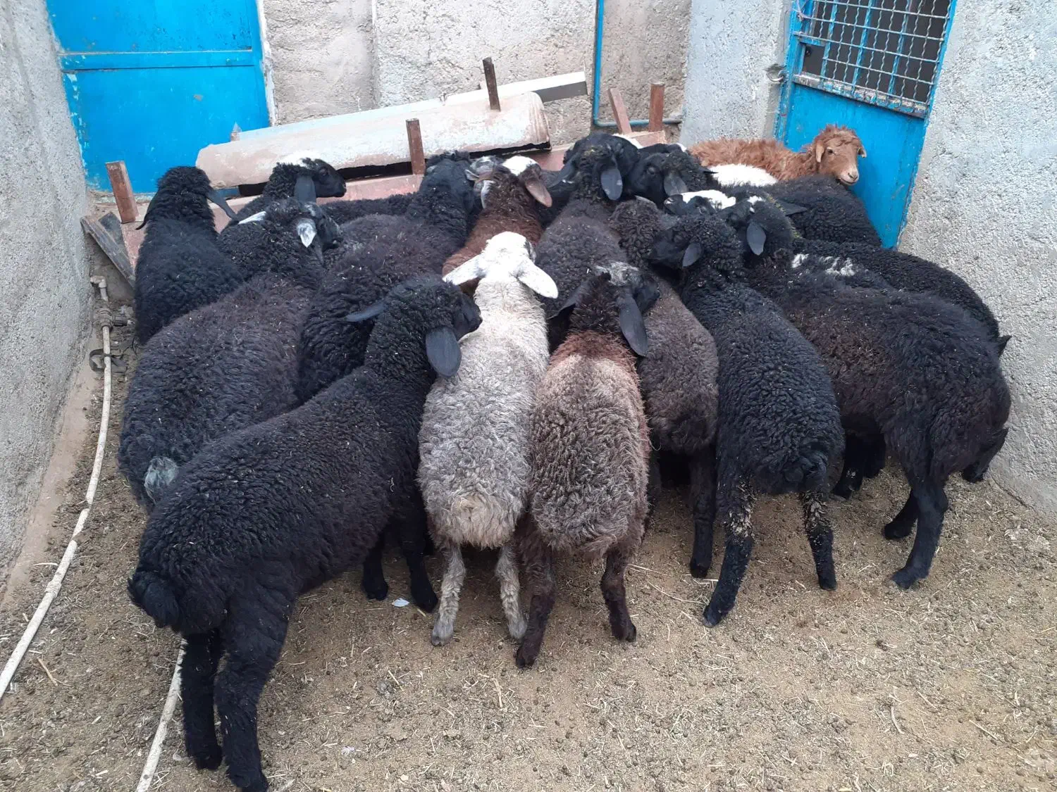 بره بره|حیوانات مزرعه|جوادآباد, |دیوار