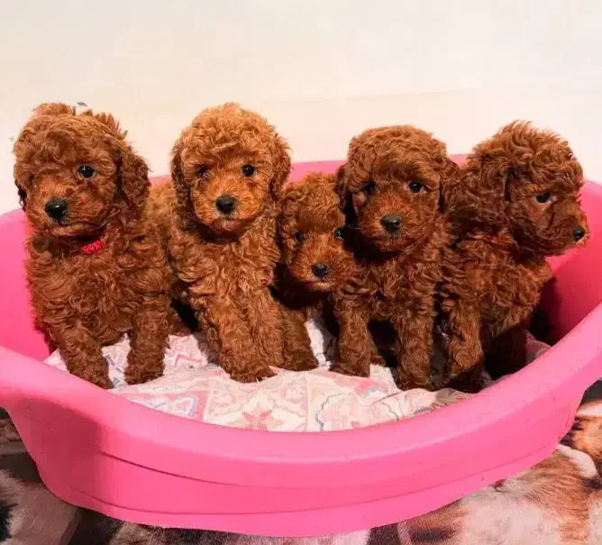 تاینی پودل توی پودل عروسکی /// Poodle toy|سگ|اصفهان, خانه اصفهان|دیوار