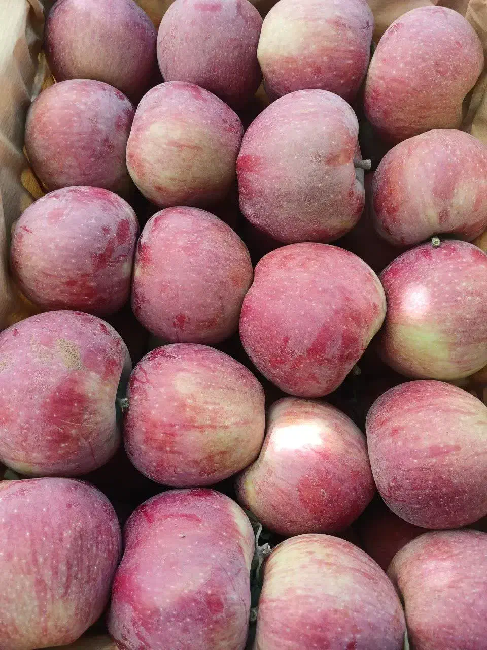 سیب قرمز|خدمات باغبانی و درختکاری|نوشین شهر, |دیوار