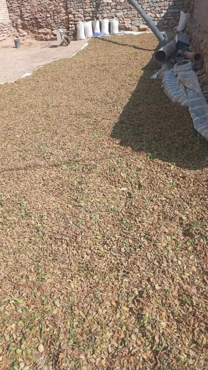 چاپر پوست بادم خوراک دام|عمدهفروشی|چنارود, |دیوار