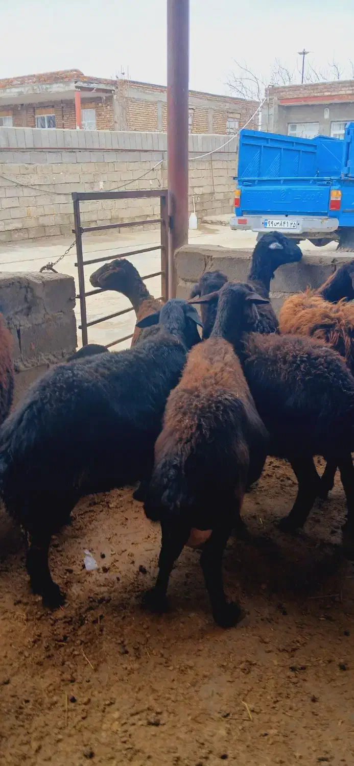 گوسفند‌|حیوانات مزرعه|لیلان, |دیوار