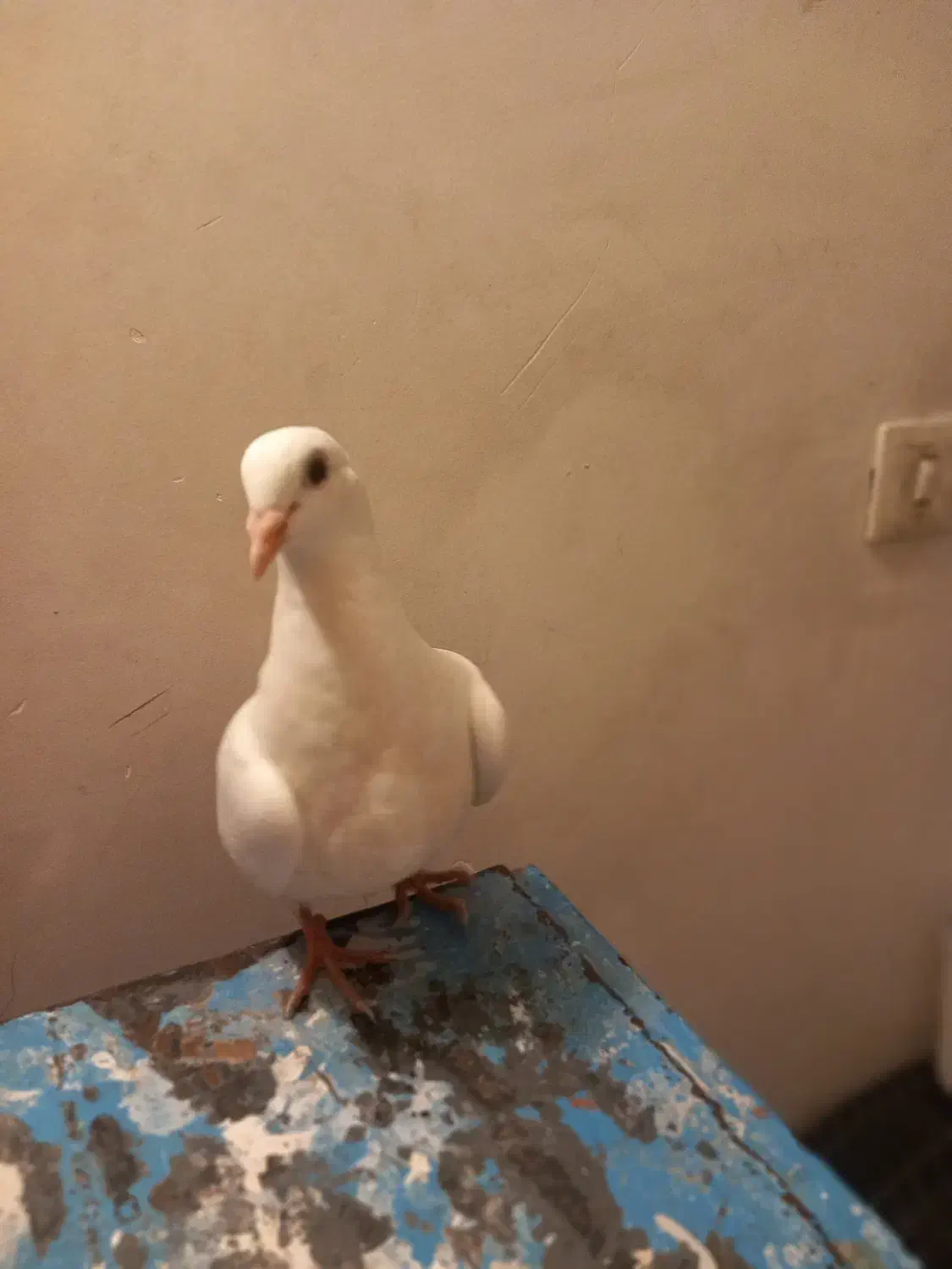 کبوتر|پرنده|مشهد, یاس|دیوار