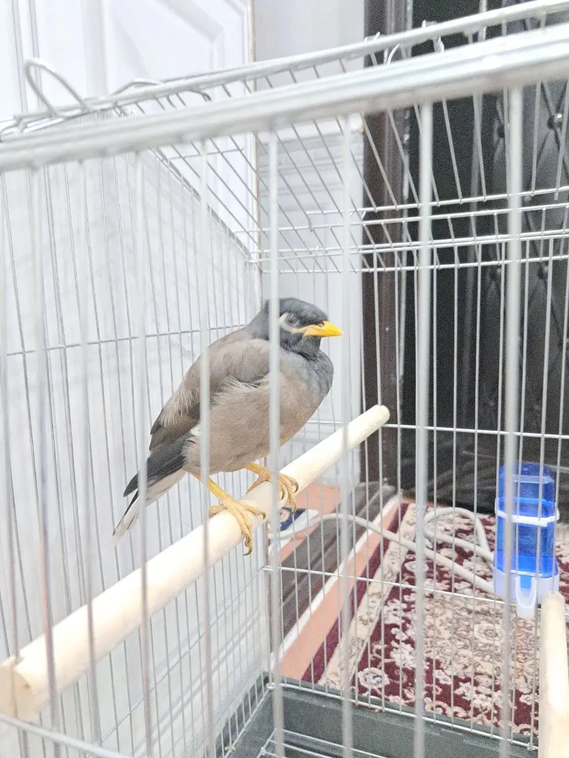 پرنده ی مینا|پرنده|اهواز, کوی علوی|دیوار