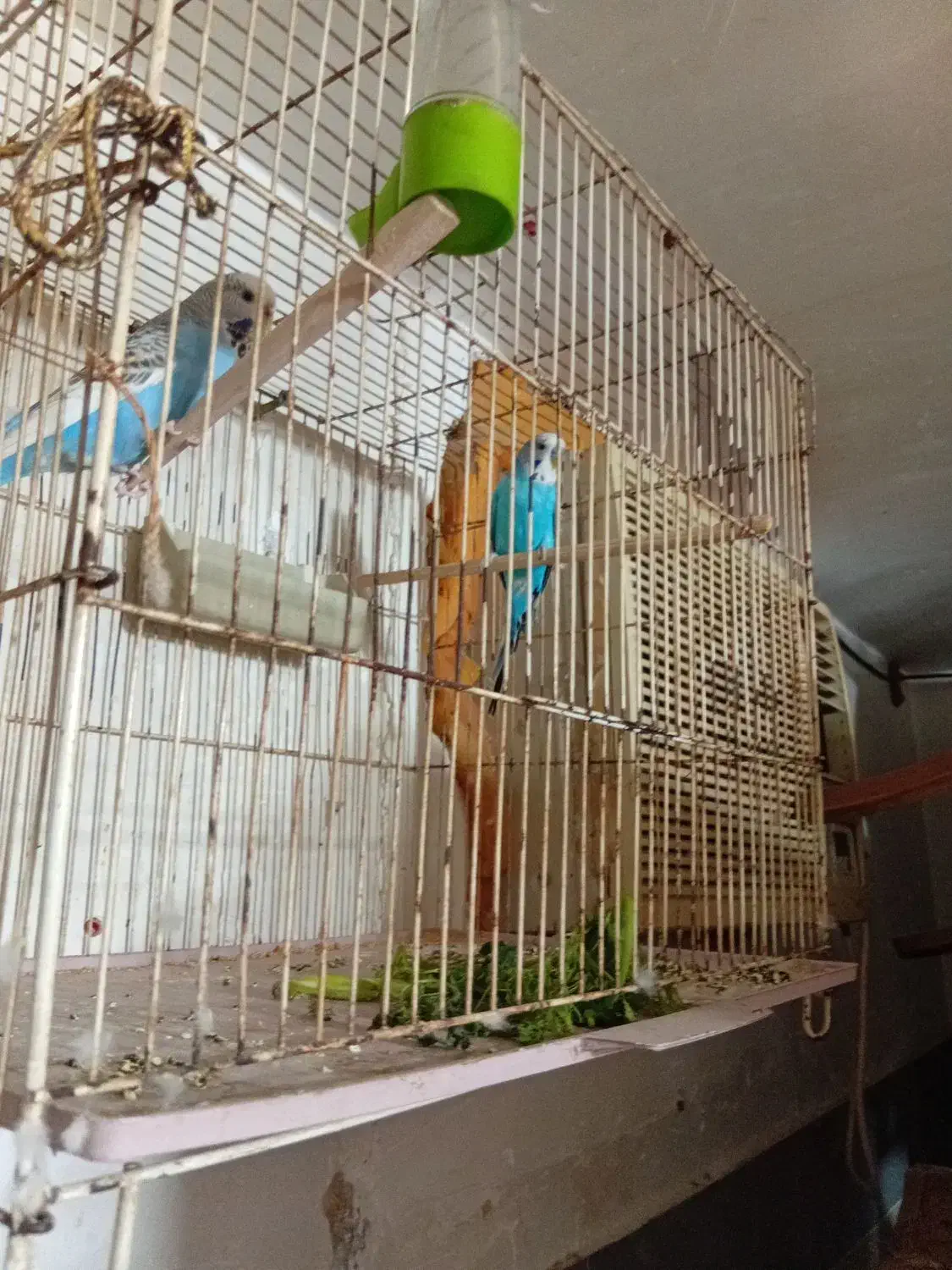 یجف عروس با یجفت مرغ عشق|پرنده|گرگان, |دیوار